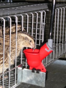 Bebedouro automático Copinho - Utilização em Gaiola para aves   